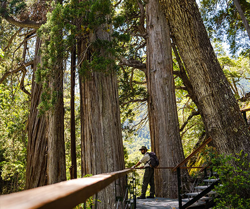 Alerzal Milenario en Parque Nacional Los Alerces